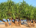 Pandanus des seychelles - exotique 8-10m